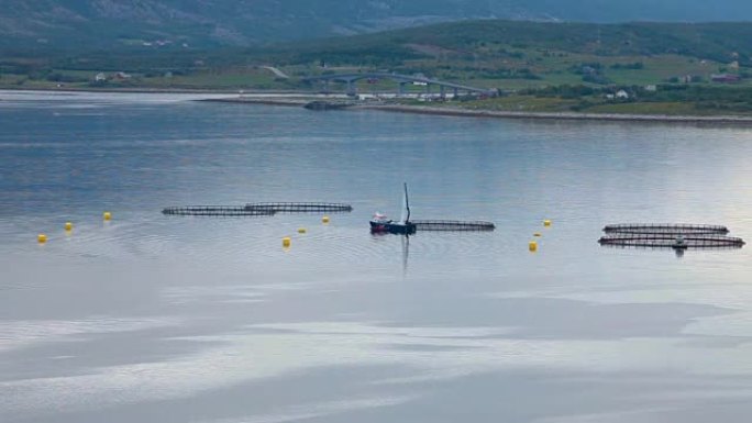 挪威的农场鲑鱼捕捞