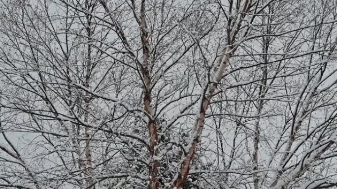 白桦树在雪中