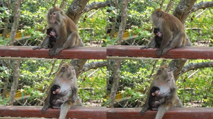 马来西亚国家公园的可爱绿猴喂养婴儿