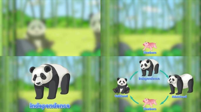 熊猫动画的生命周期