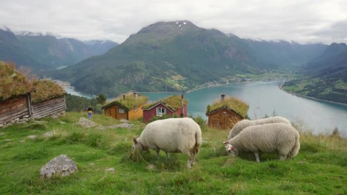以挪威村庄为背景的绵羊，屋顶覆盖着苔藓