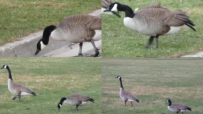 一对加拿大鹅-
走过马路 & 踩着路边吃草野鸭