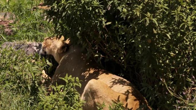 非洲恩杜图国家公园的睡狮