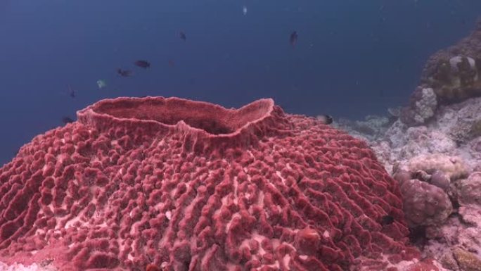 大平桶海绵靠近珊瑚礁