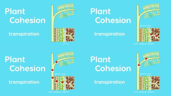 显示植物内聚力蒸腾作用的2D动画。