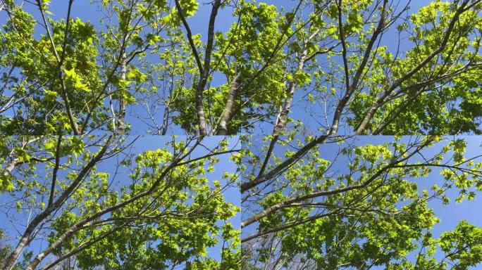 枫树的新生长树枝，绿枫叶和红枫叶在蓝天下摇曳，微风吹过树梢