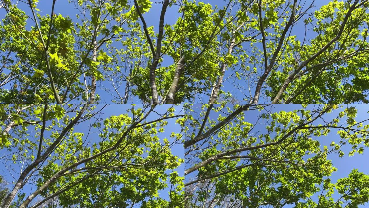枫树的新生长树枝，绿枫叶和红枫叶在蓝天下摇曳，微风吹过树梢