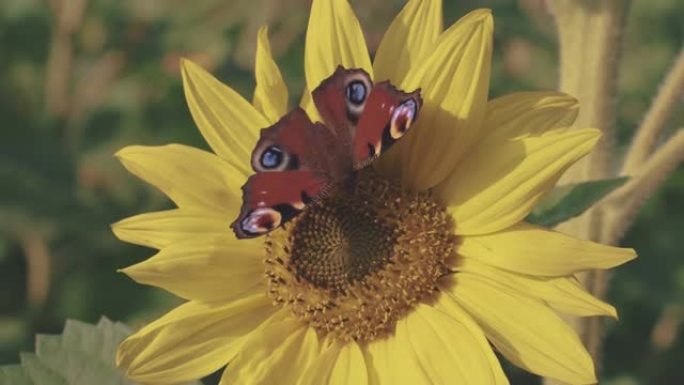 孔雀蝴蝶上充满活力的黄色向日葵。特写昆虫在阳光下的花田里，搁在花瓣上。授粉时纪录片4K UHD镜头。