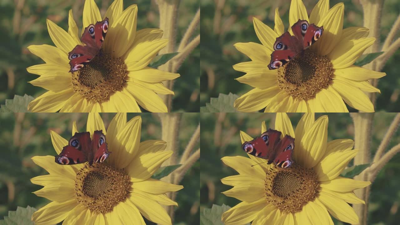 孔雀蝴蝶上充满活力的黄色向日葵。特写昆虫在阳光下的花田里，搁在花瓣上。授粉时纪录片4K UHD镜头。