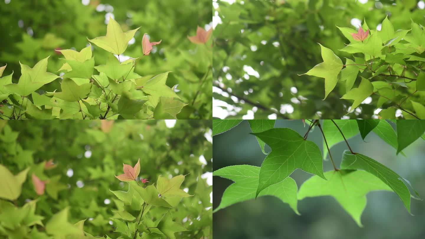 枫香树叶子空镜