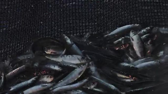 捕鱼业: 网中渔获巨大