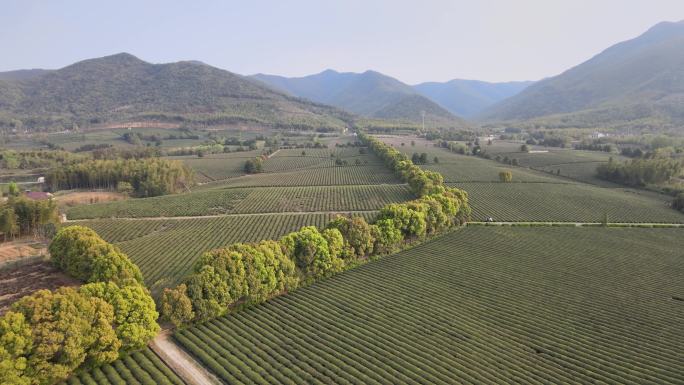 航拍山区万亩茶园4K