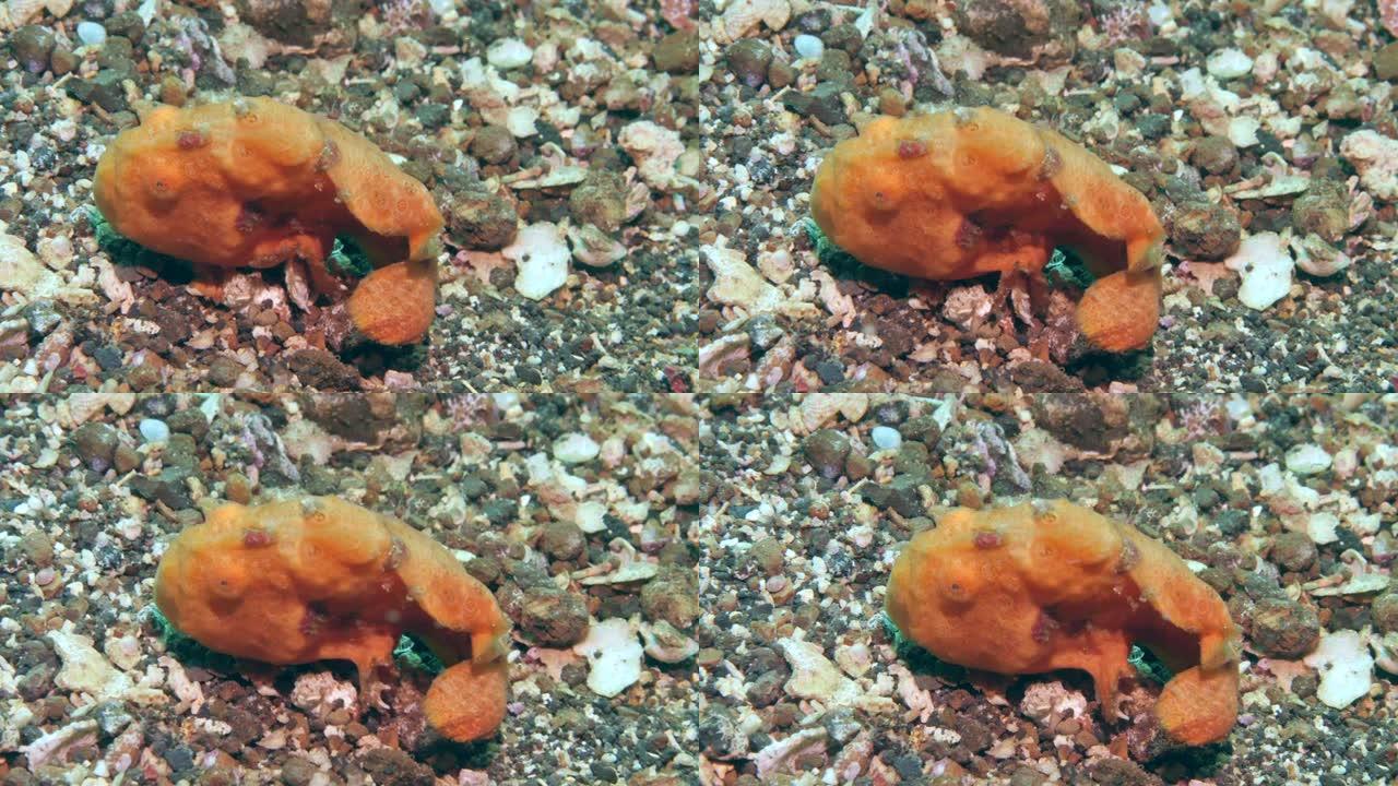 橙色蛙鱼是水下海洋爱好者很喜欢的鱼。