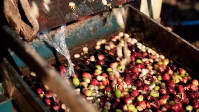 咖啡樱桃清洗加工，咖啡豆去皮机加水，新鲜咖啡豆研磨，咖啡豆湿法加工。