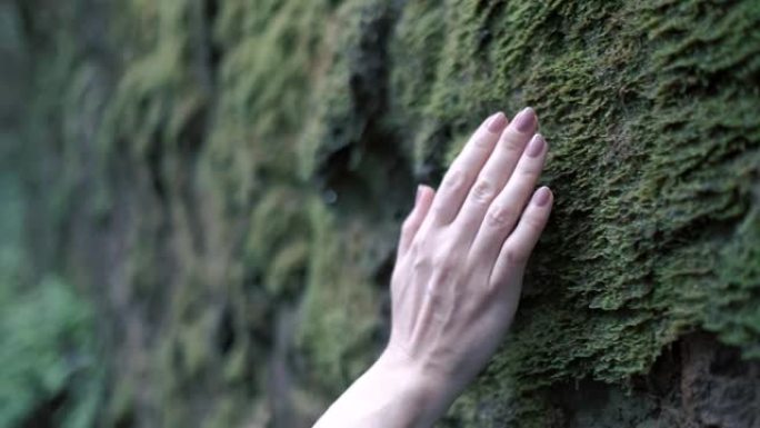 女人的手轻轻地抚摸着森林上长满苔藓的墙壁。
