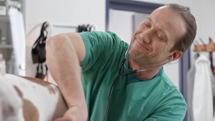 男兽医在办公室的桌子上聆听英国斗牛犬的心脏和肺部