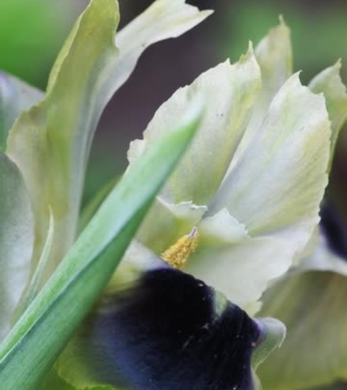 在自然环境中生长的特写野生兰花