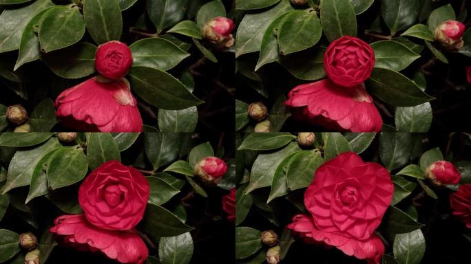红山茶从花蕾到盛开的延时镜头，4k特写观看视频，缩小效果。