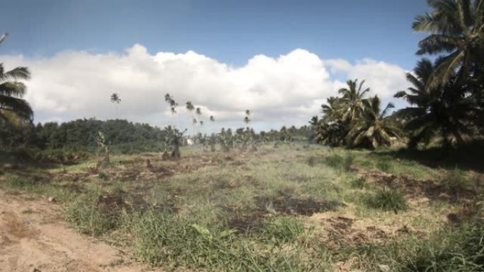 热带太平洋岛屿后路的缓慢水平移动视图，在火场燃烧，在低云和蓝天的土路上远处有椰子和香蕉树