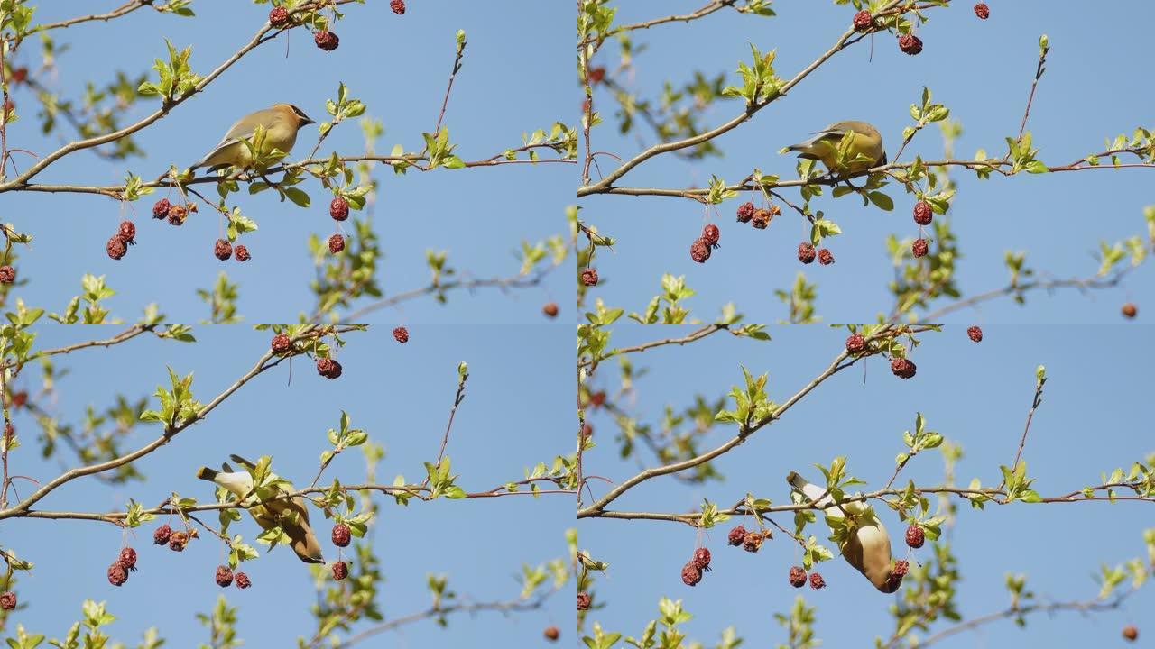 雪松蜡翼栖息在桑树果树中，进食并飞出屏幕