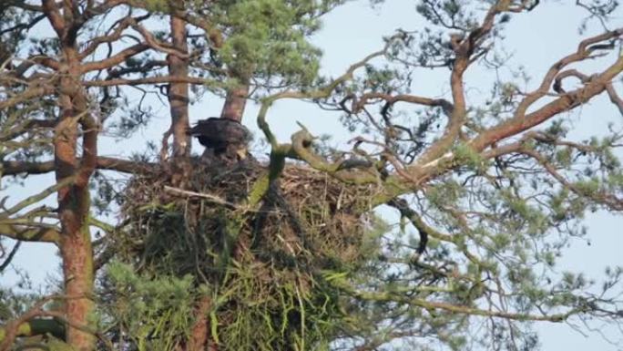 大型猛禽在树顶巢中喂养小鸡