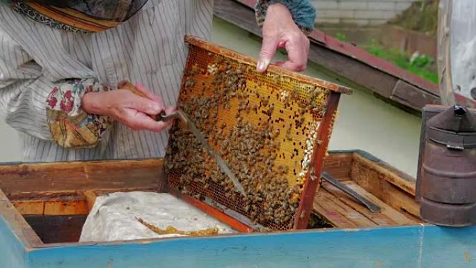 养蜂人用特殊的蜂刀去除zabrus