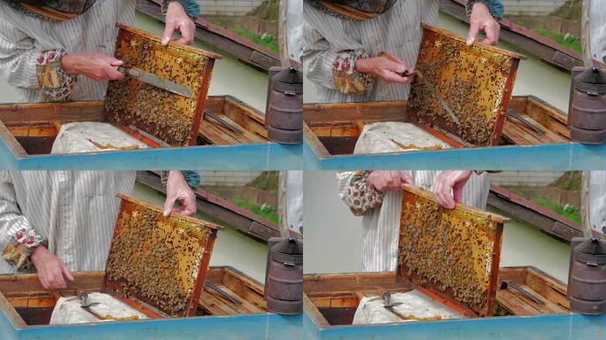 养蜂人用特殊的蜂刀去除zabrus