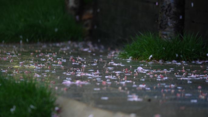 狂风大作下大雨 花瓣落一地