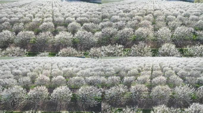 每年春天的五月中旬，威斯康辛州门县的樱花园都会盛开。