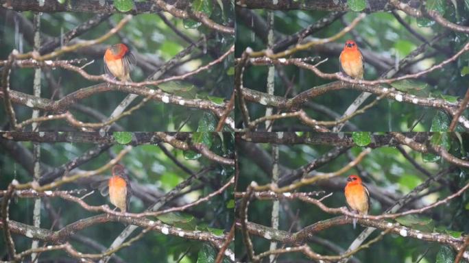 充满活力的橙色鸟在树枝下躲避大雨