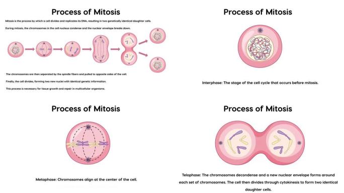 有丝分裂阶段过程的2D动画与解释