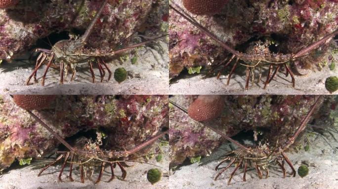 特写多刺龙虾，又称岩龙虾，甲壳类动物的类型。