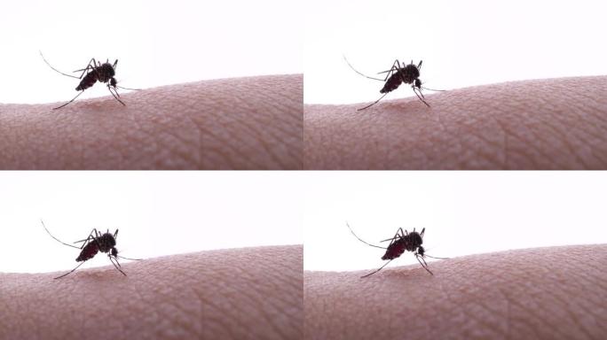 吸血蚊子的4k视频