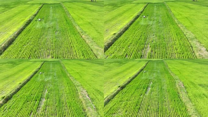 农业无人机飞向稻田喷洒肥料。