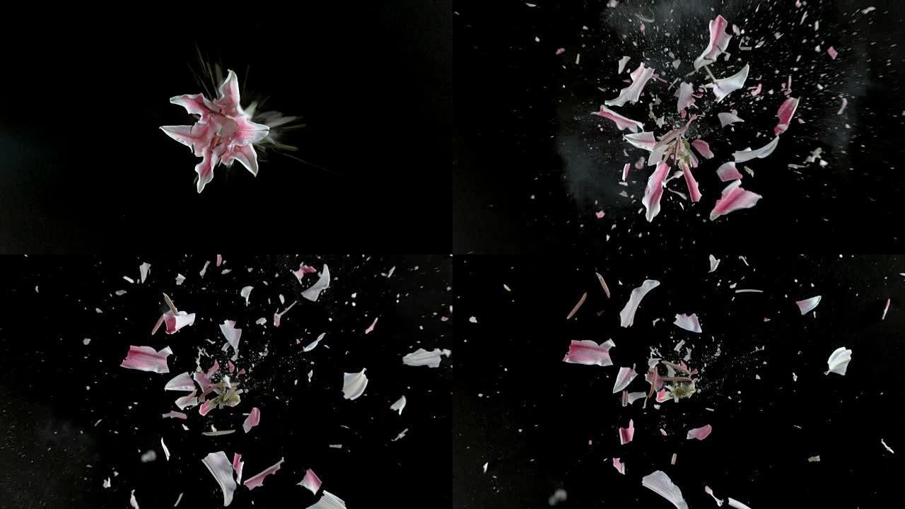粉红色百合花在超级慢动作中爆炸