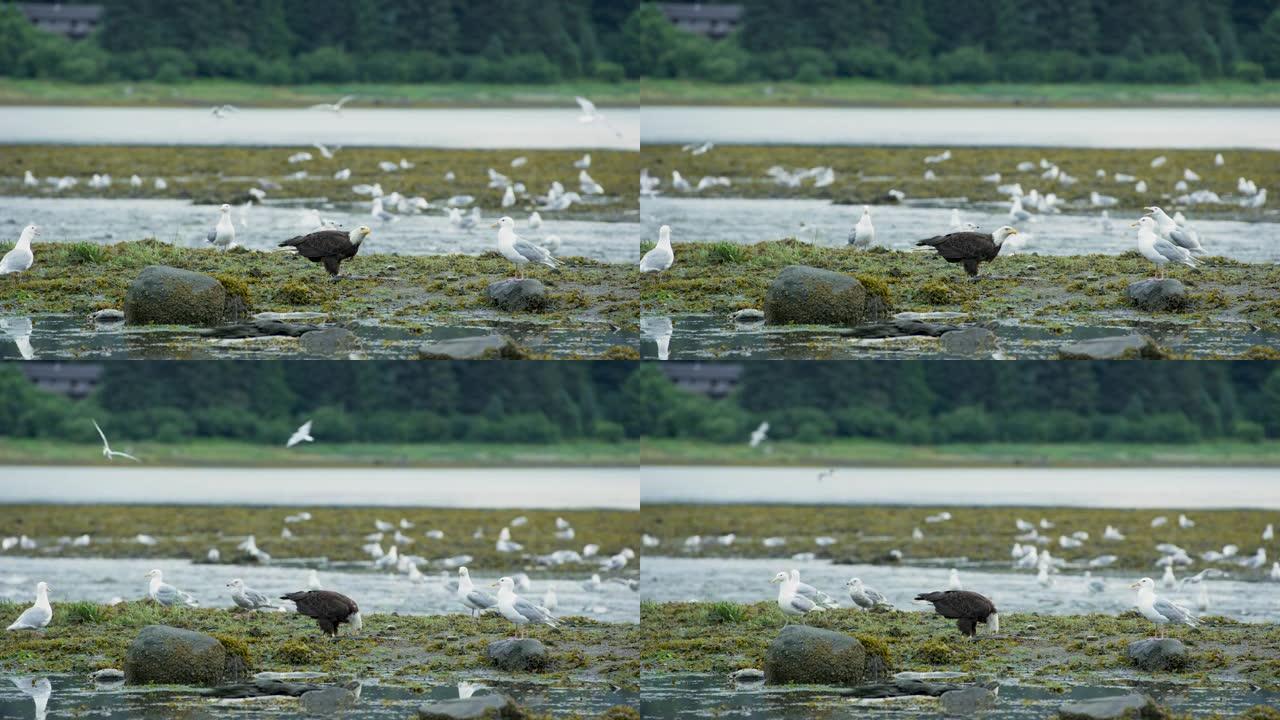鹰和海鸥在河上盛宴。鲑鱼群游回产卵。