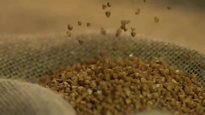 优质棕色荞麦滴在灰色麻袋上，农业业务