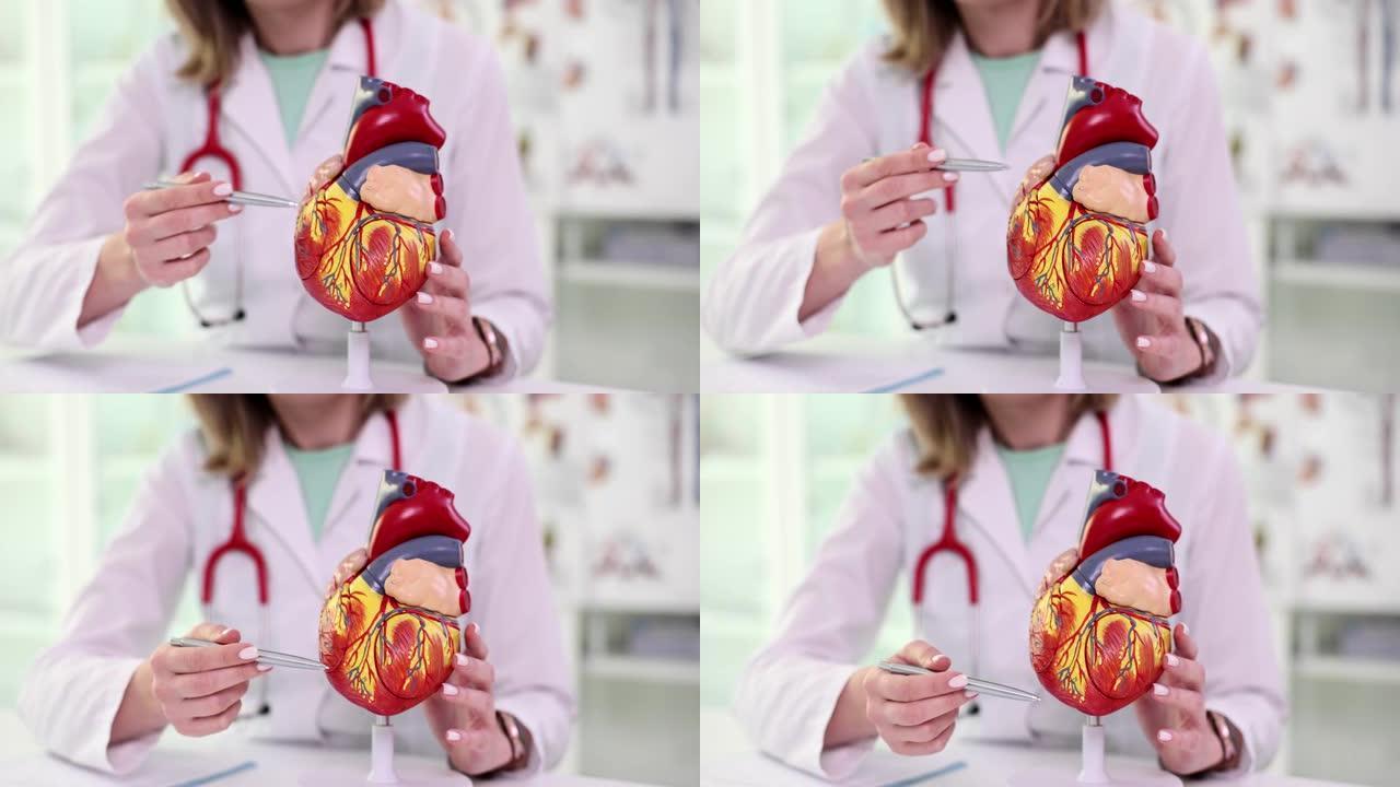 心脏病专家医生在模型的人工特写中显示了心脏的结构