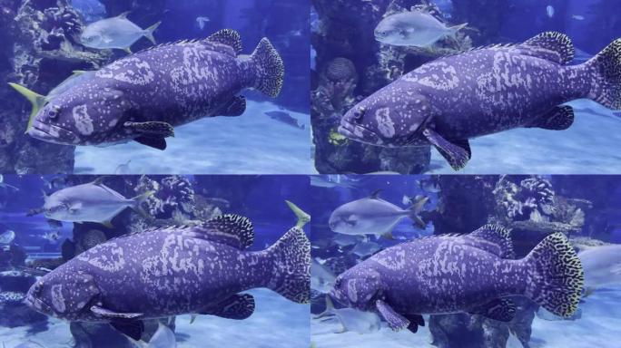 石斑鱼巨人在水族馆的珊瑚附近游泳