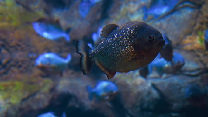 水族馆蓝色水中的热带鱼食人鱼