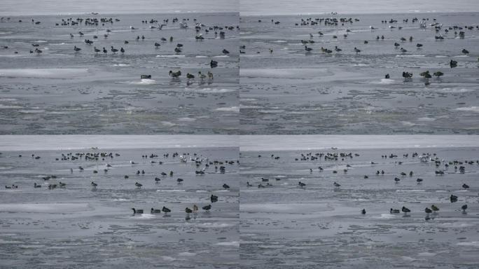 冰面上大量的水鸟。