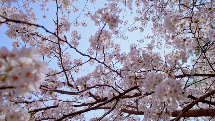 玉渊潭公园盛开的樱花