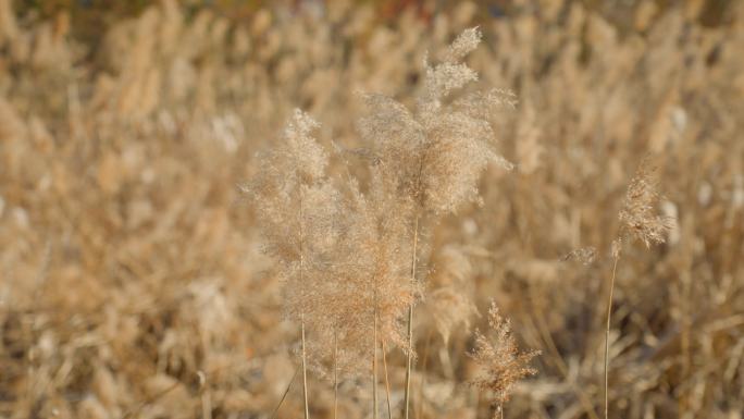 芦苇空镜 芦苇丛 冬日暖阳 微风吹