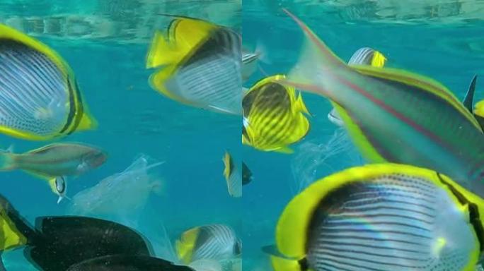 垂直视频，在热带珊瑚礁上的一个废弃的透明塑料袋的特写镜头，在蓝色的水背景上游动热带鱼的学校。水下射击