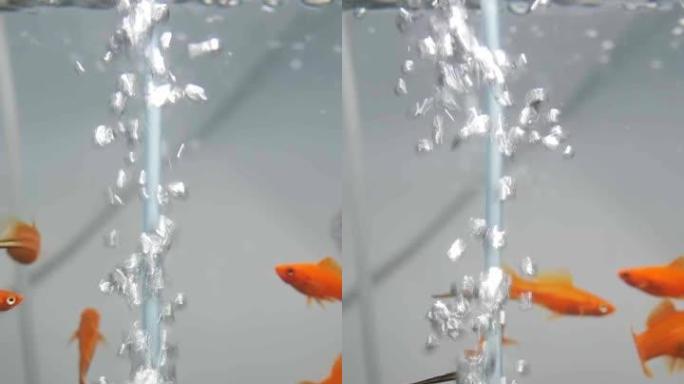 鱼缸里的水下生活。垂直屏幕方向。金鱼和黑白鱼在水下游泳，靠近上升到水面的许多氧气气泡。