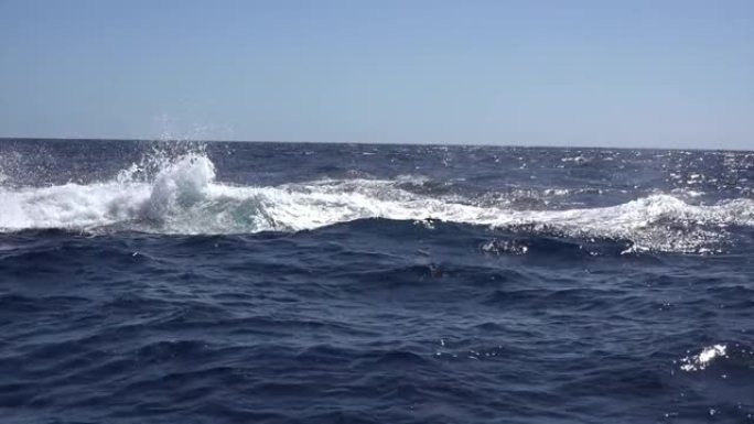 座头鲸在海洋中跳出水面。