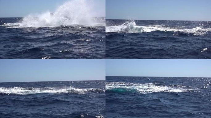 座头鲸在海洋中跳出水面。
