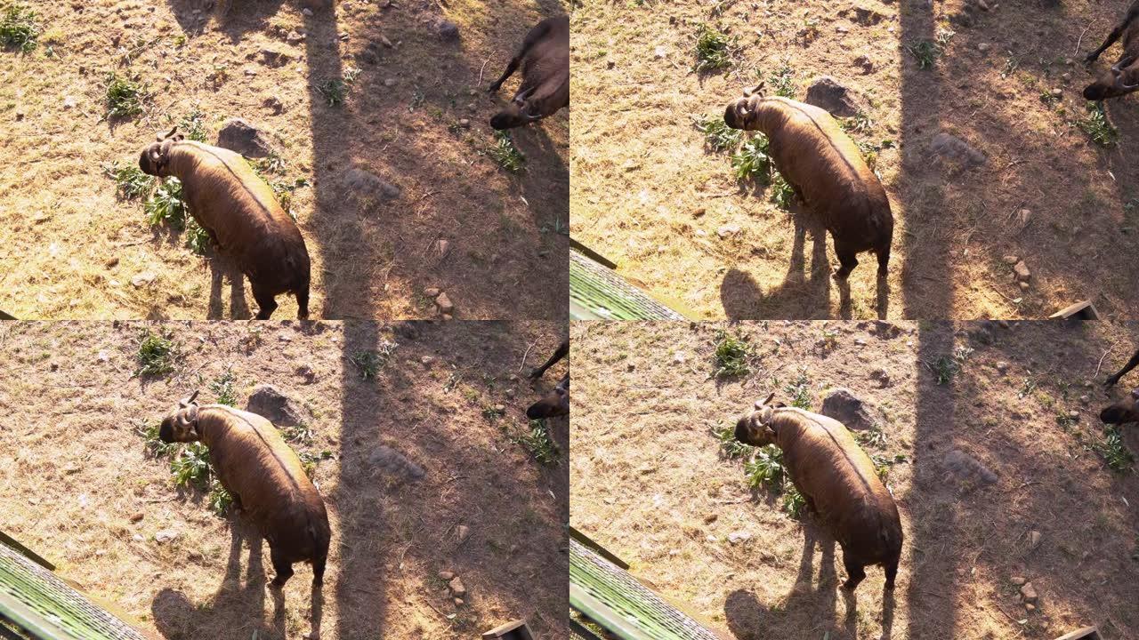 不丹的国家动物在不丹廷布被称为羚牛