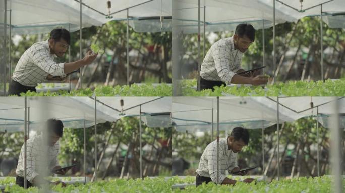 快乐微笑的亚洲年轻农民拿着平板电脑看着有机生菜开始商业健康的职业前景水培花园。农业。现代水培农场在他