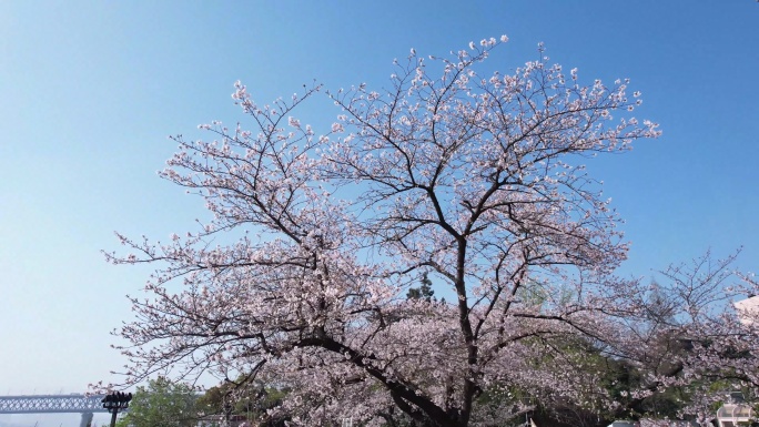 武汉晴川阁樱花